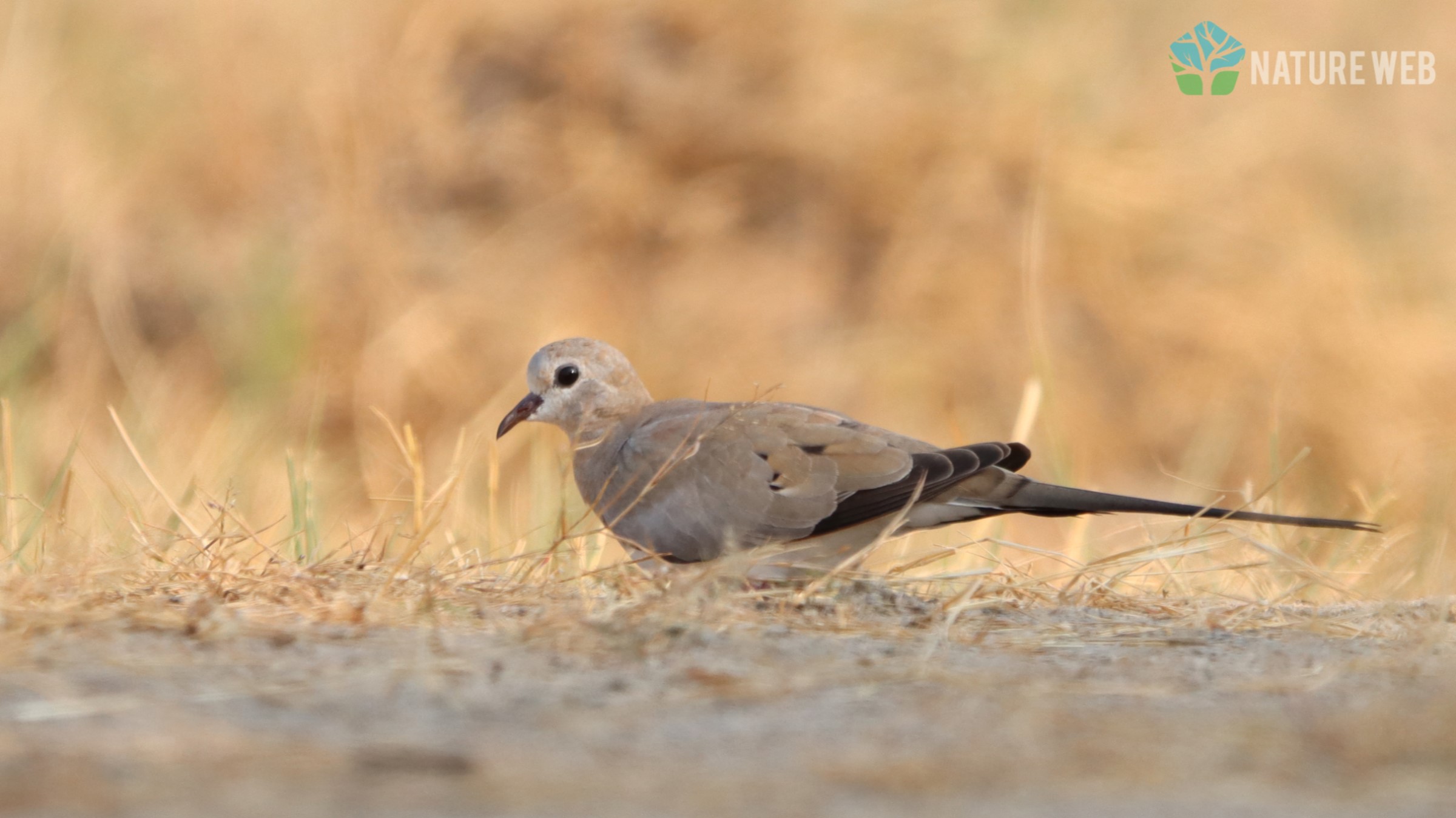 Namaqua Dove